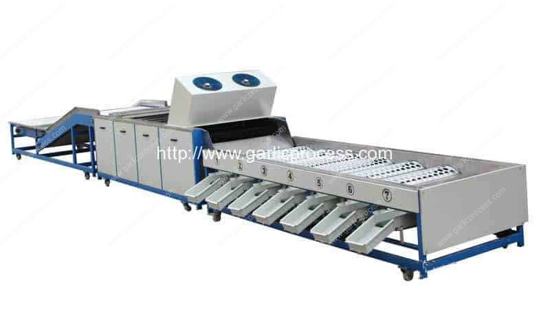automatic-garlic-grading-machine-with-brusher-dry-cleaning-function