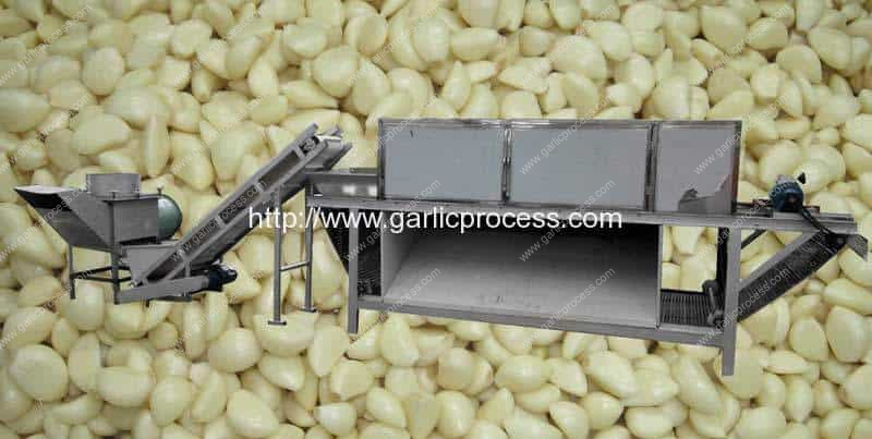Automatic-Garlic-Separating-and-Chain-Type-Garlic-Peeling-Machine-Line