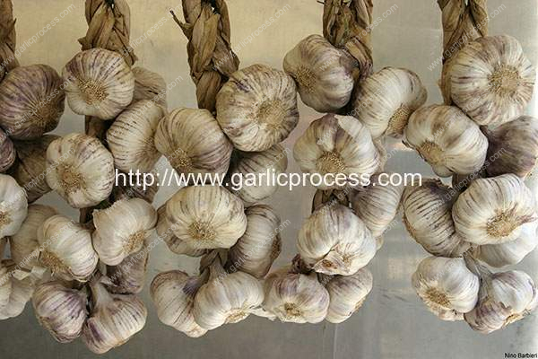 Garlic Storage