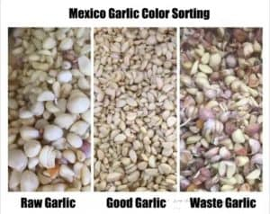Mexico-Garlic-Clove-Color-Sorting-Machine