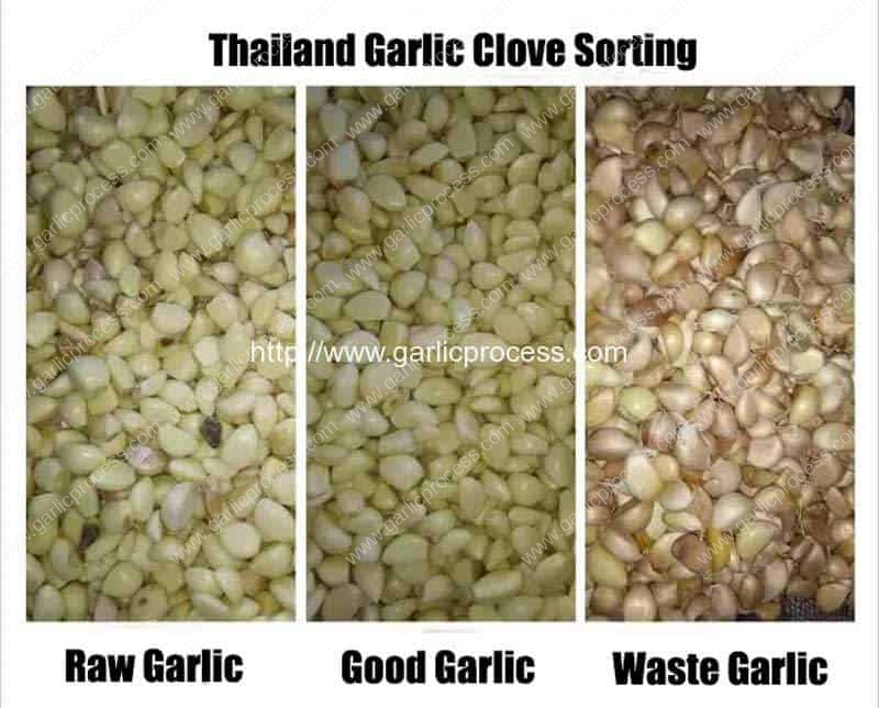 Thailand-Unpeeled-Garlic-Clove-Color-Sorting-Machine