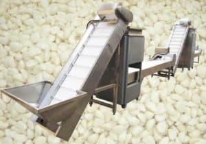 Automatic-Garlic-Clove-Breaking-and-Peeling-Line-with-Selecting-Conveyor for Sale