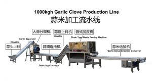 Full Automatic 1000Kgh Garlic Clove Production Line for Sale