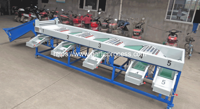 Automatic Garlic Sorting Grading Machine | Garlic Peeling Machine ...