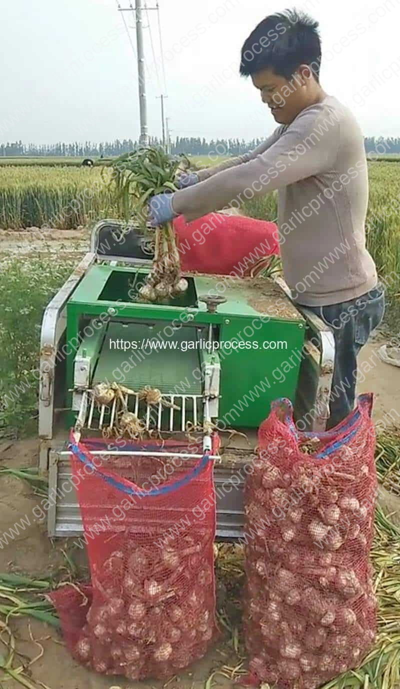 Automatic-Garlic-Stem-Leaf-Cutter-Machine