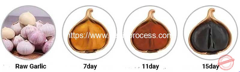 Black-Garlic-Fermentation-Process-Garlic-Condition-Show